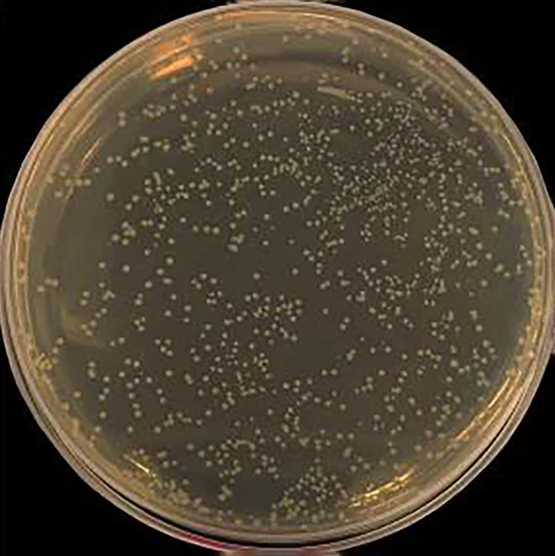 Silver Containing 316L Stainless Steel Injection Molding Products Are Antibacterial