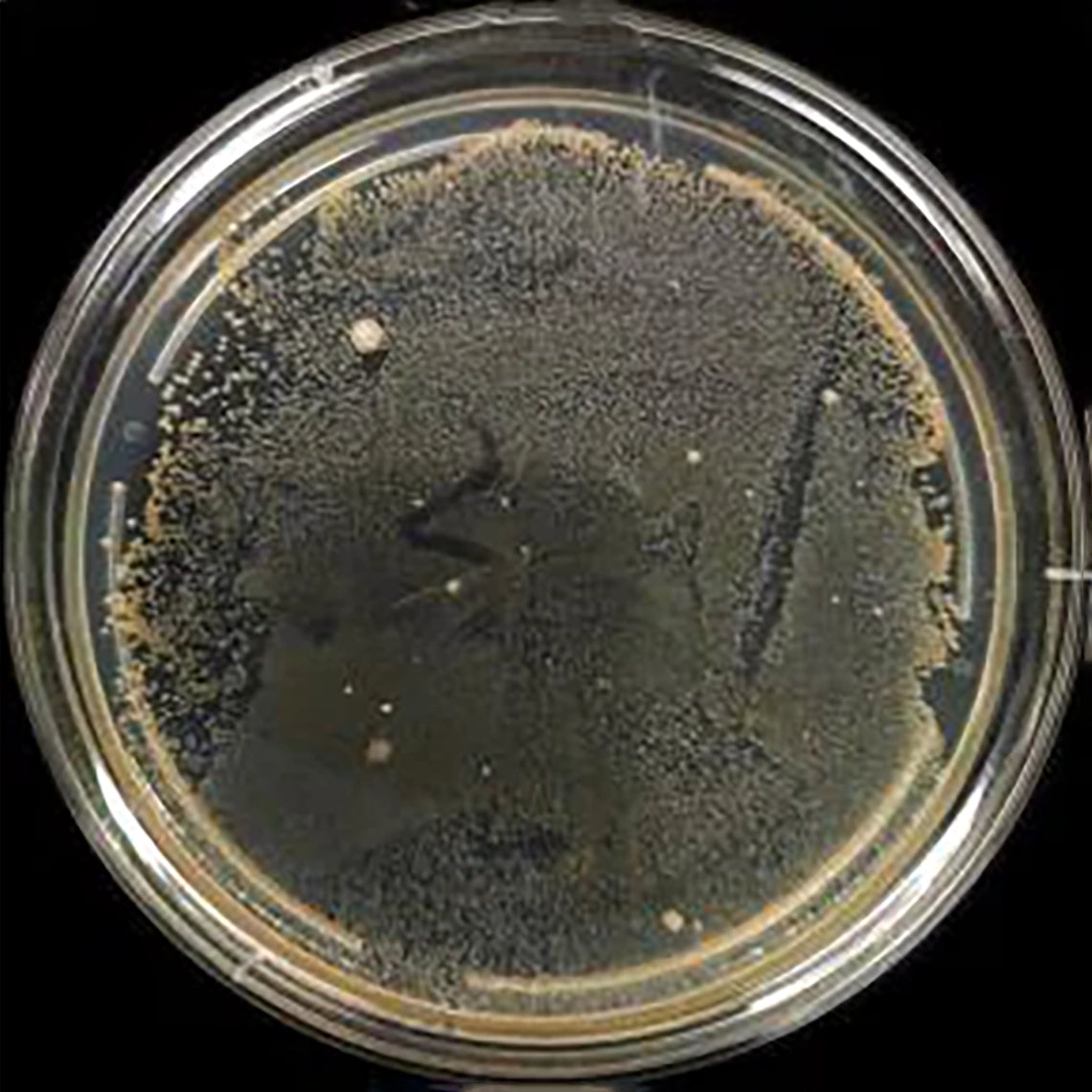 Silver Containing 316L Stainless Steel Injection Molding Products Are Antibacterial